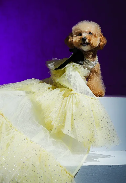 dog preview
