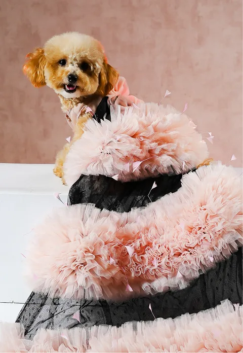 dog preview