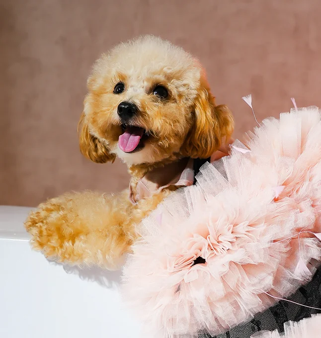 Pet wearing outfit