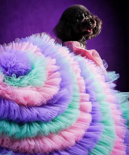 Ruffles in Bloom