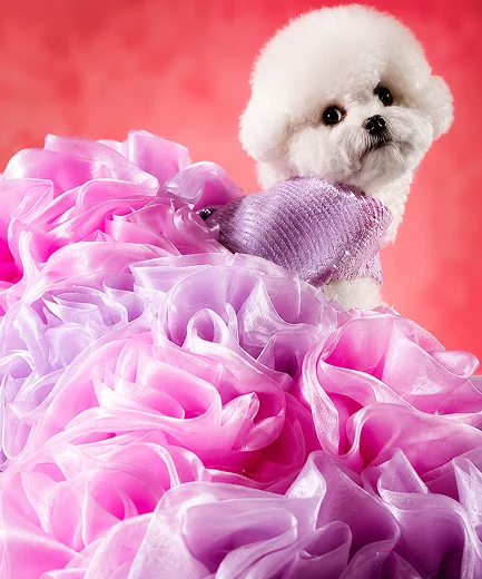 Magenta Rose