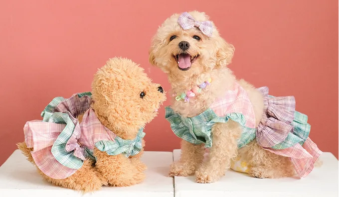 two poodles in plaid dresses